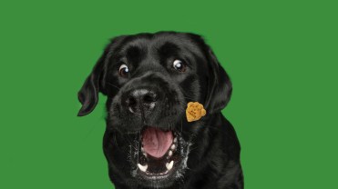 A dog attempts to catch the treat
